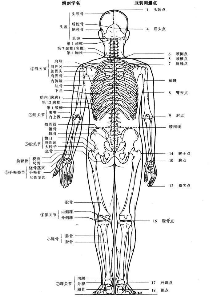服装设计中的人体结构特征
