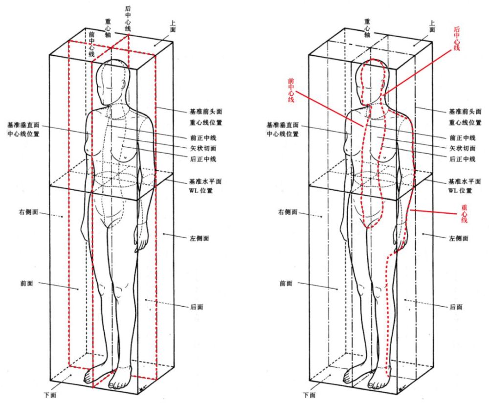 服装设计中的人体结构特征