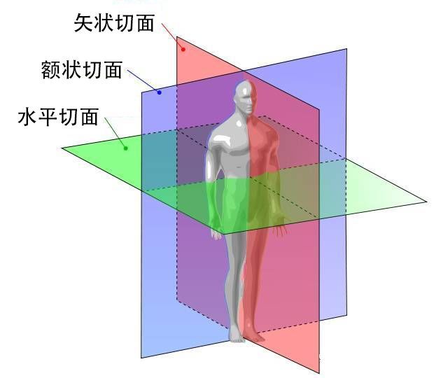 水平切面(横断面):横切直立人体与地平面平行的切面. 额状切面与矢状