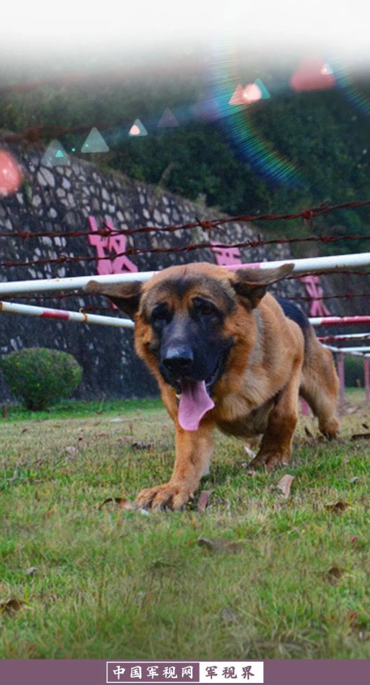 自带治愈的军犬壁纸来啦
