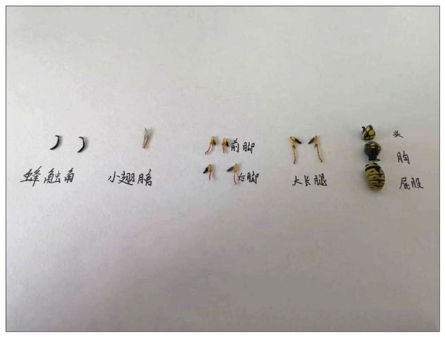 再来看看最后一张图片,这上面呢,就是蜜蜂的身体各个部位的解剖