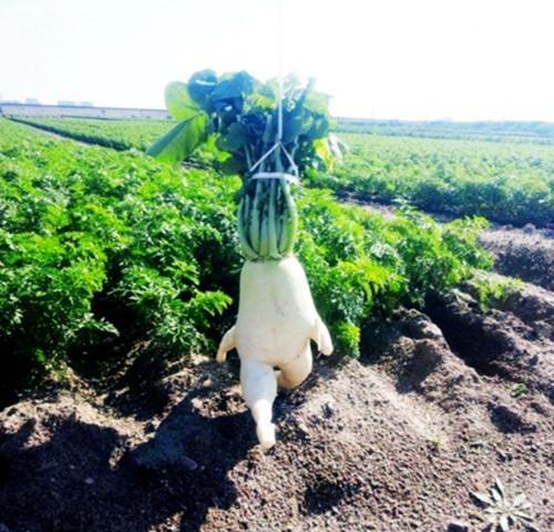 的水果蔬菜,爱心土豆馋人,奔跑吧短腿萝卜