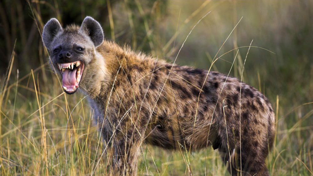 鬣狗有非常强大的下巴和结实的牙齿.