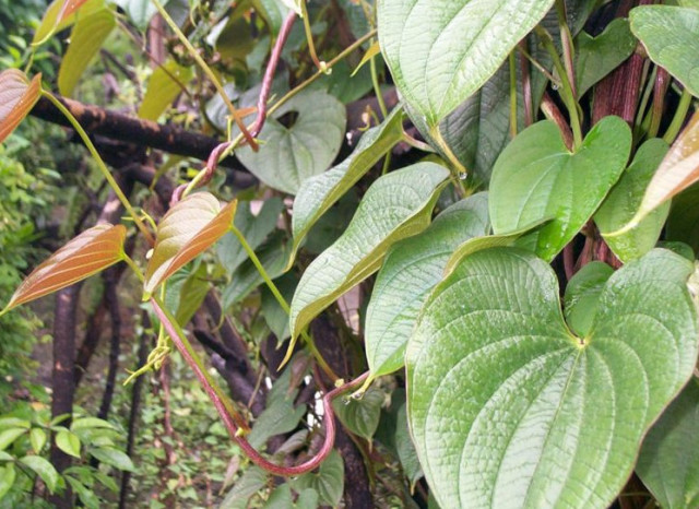 野外这种植物被称为"黄狗头"30年前随处可见,如今一株