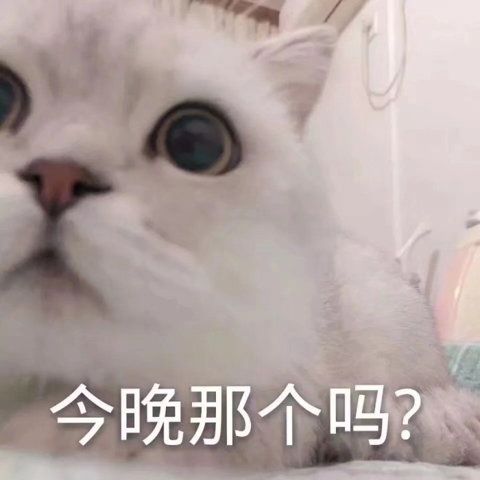 可爱猫咪软萌表情包:以后不可以这样了,呜啊啊!