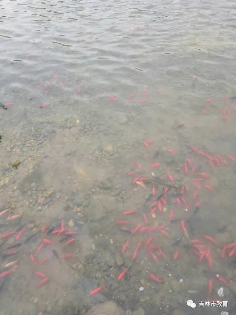 池塘中的红色观赏鱼到底有多少?5000尾!