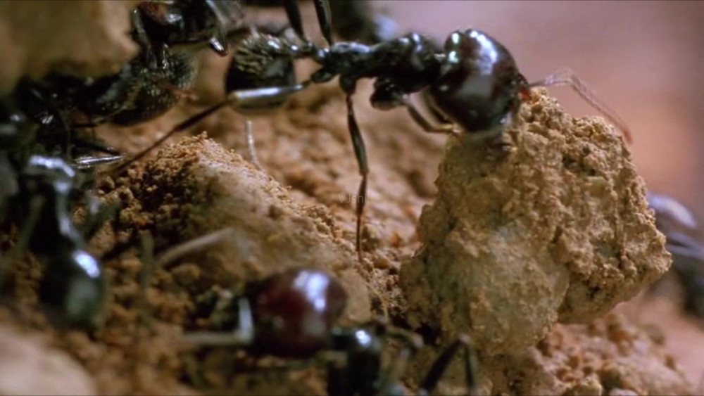 如果把蚂蚁放大一万倍,人类在地球上是否还有立足之地?