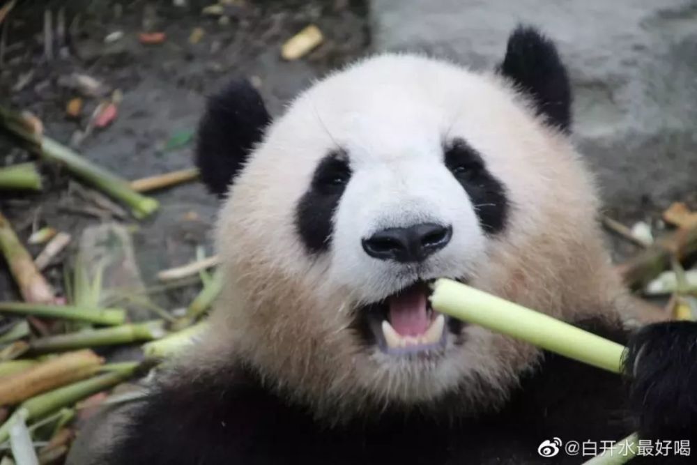 大熊猫"雅二"后天离沪!新的两只"滚滚"下周报到