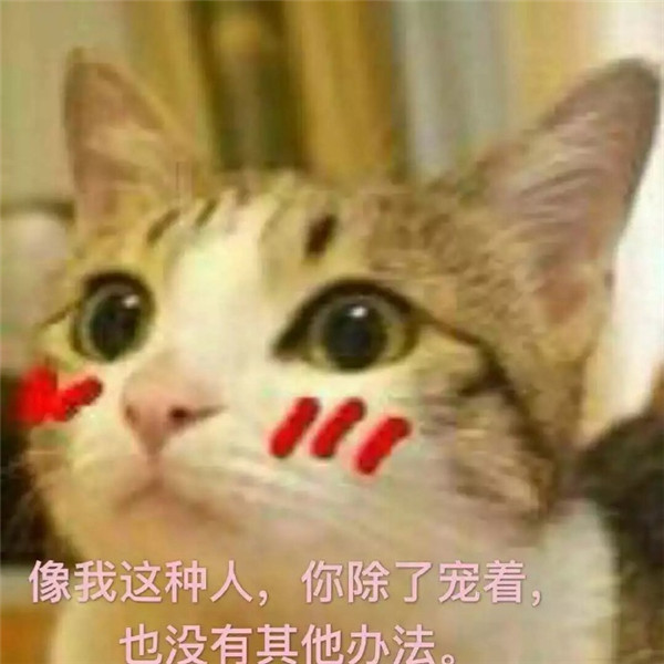 可爱萌宠猫猫搞笑表情包:生无可恋却又不肯去死的眼神