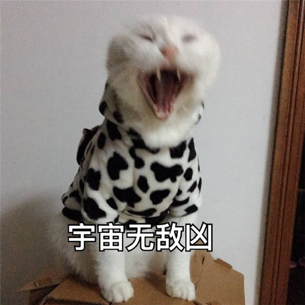 可爱萌宠猫猫搞笑表情包:生无可恋却又不肯去死的眼神