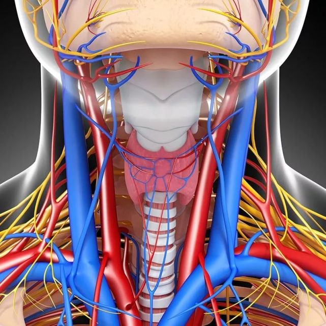 主要是因为脖子前方两侧有粗大的颈血管.