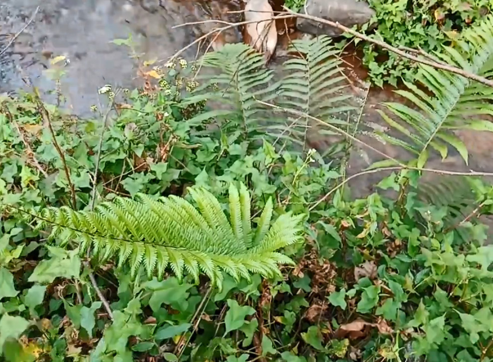 一株植物只长一片叶子,拔出来才知道根茎发达,入药能