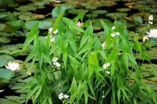 必收| 30种植物水道(沼泽过滤)常用植物图鉴