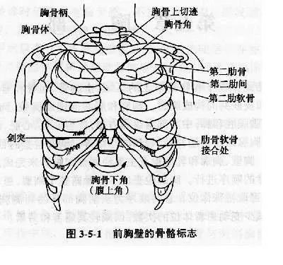 康复实践应用举例:胸骨角平对第2肋,为计数肋骨的标志;该点可作为