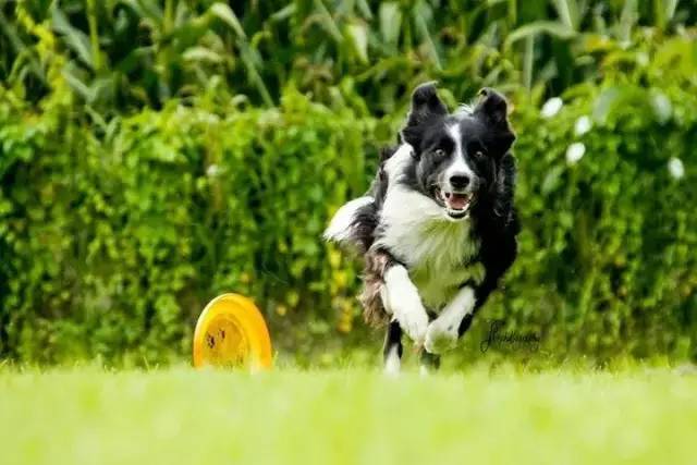 边牧专栏丨边境牧羊犬完全训练手册