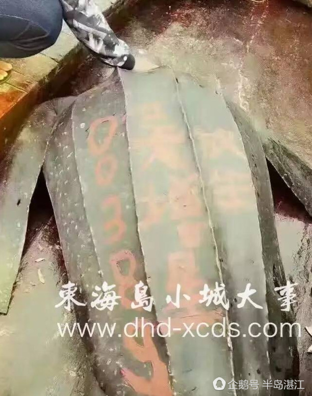 广东湛江再现500多斤重棱皮龟，这次没有被吃(图)