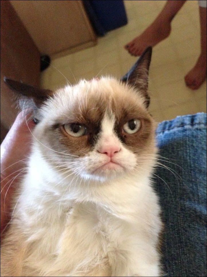 超凶的猫咪头像,看什么看,没见过帅气的猫嘛?