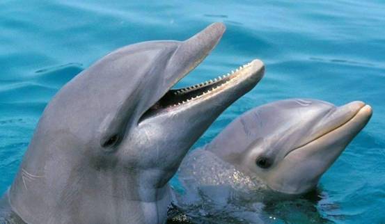 为什么海豚很喜欢蹭孕妇的肚子?因为它们是天然的b超