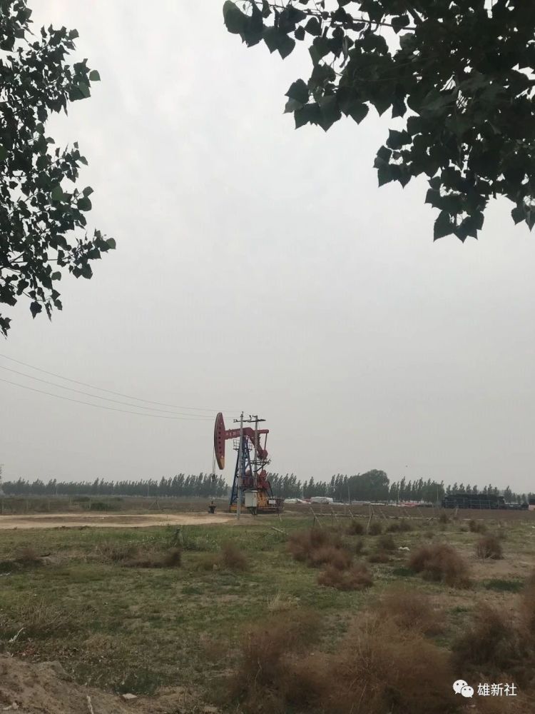 高接金叶榆-3公分高接金叶榆-通辽高接金叶榆 