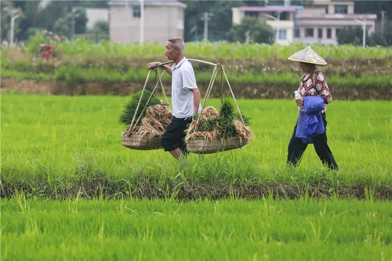 玉屏:芒种至 农民劳作忙