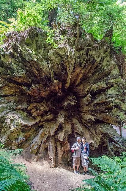 世界上的奇特绝美的5000年古树绝对震撼你的双眼