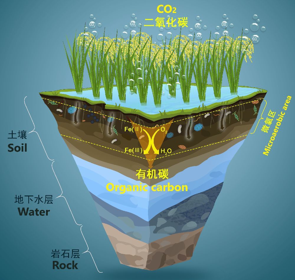 微氧型亚铁氧化驱动水稻土微生物固碳能力