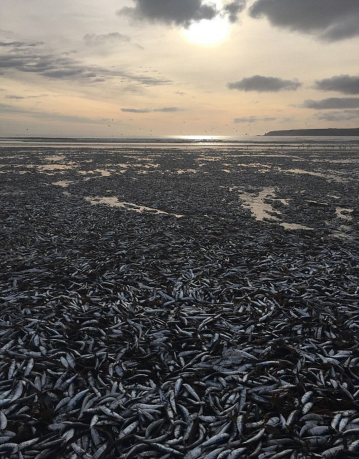 英国海滩再次被数千条死鱼覆盖 原因成谜(组图)