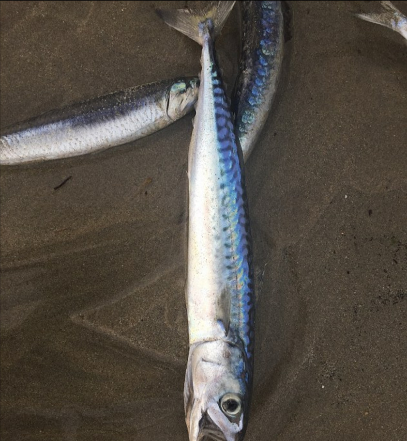 英国海滩再次被数千条死鱼覆盖 原因成谜(组图)