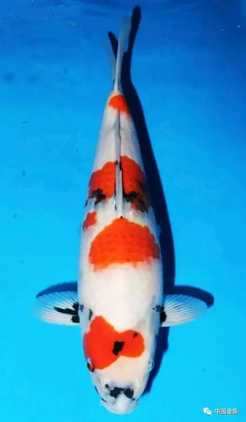 天天快报
