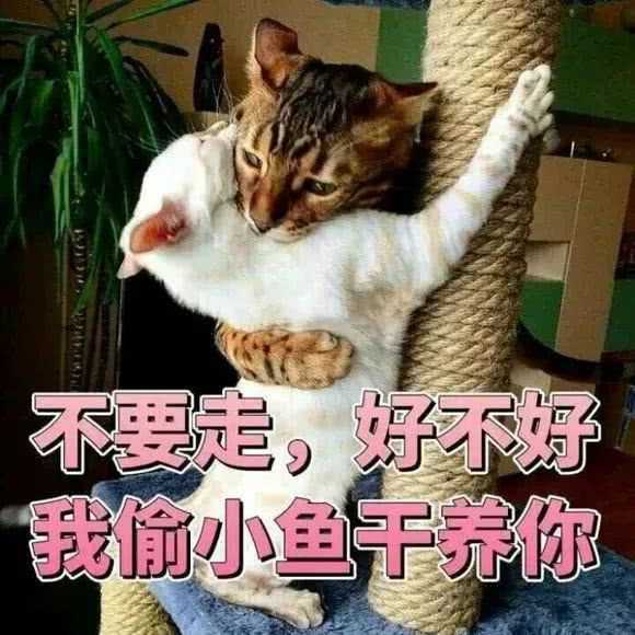 表情猫:呜呜,我要抱抱!哄男朋友的撒娇表情,贼可爱