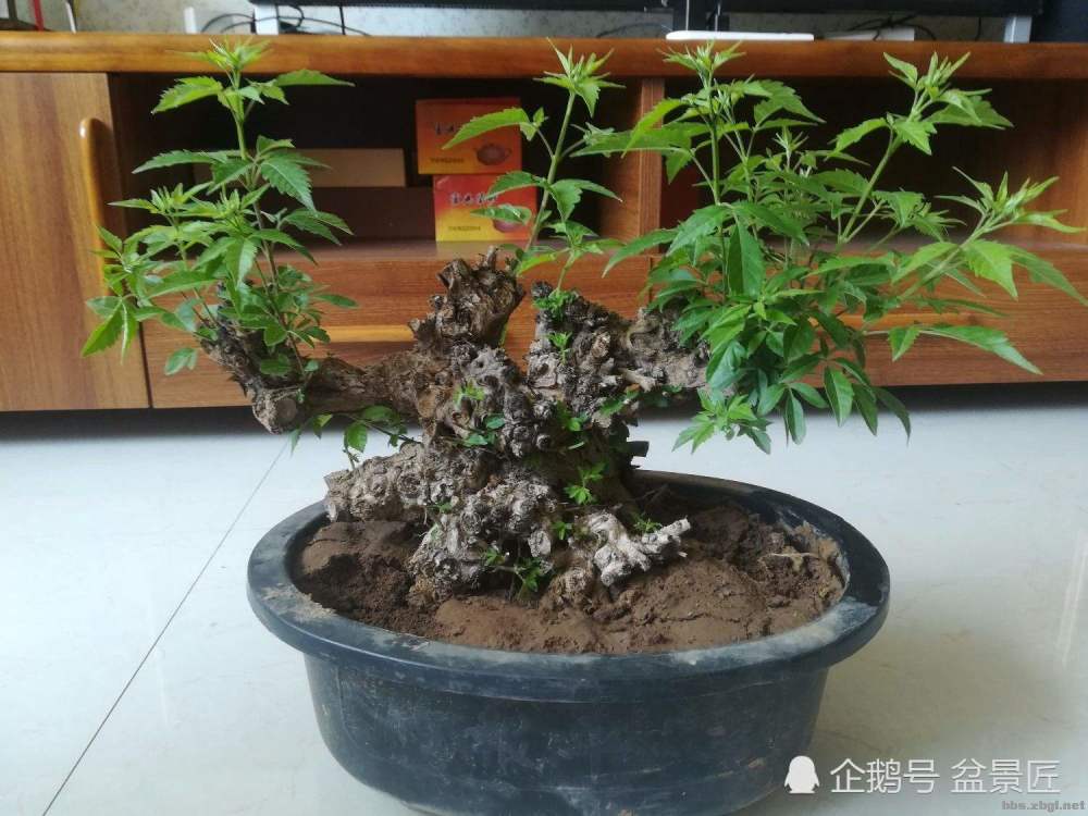 马路边常见的"黄荆",养花盆里变"盆景",好看值钱