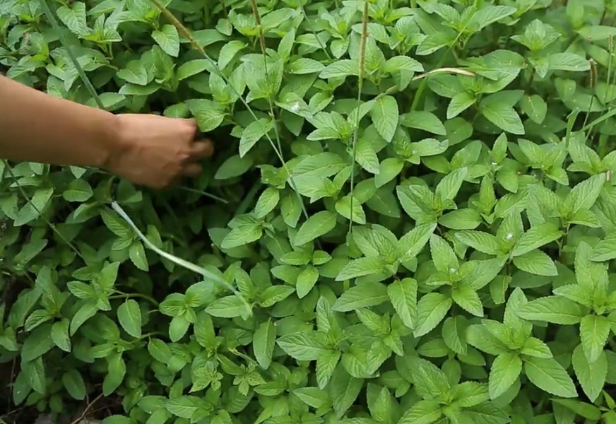 这种个性十足的野菜,俗称"十香菜",河南人最爱用来烙饼和凉拌