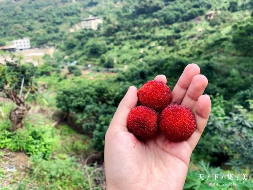 大坂山益庄的杨梅,可边摘边吃,用凉凉的山泉水冲洗一下,口感更佳.