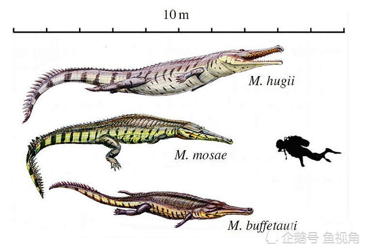 史前鳄鱼雄霸侏罗纪海洋,体长近10米,堪称海洋清道夫!