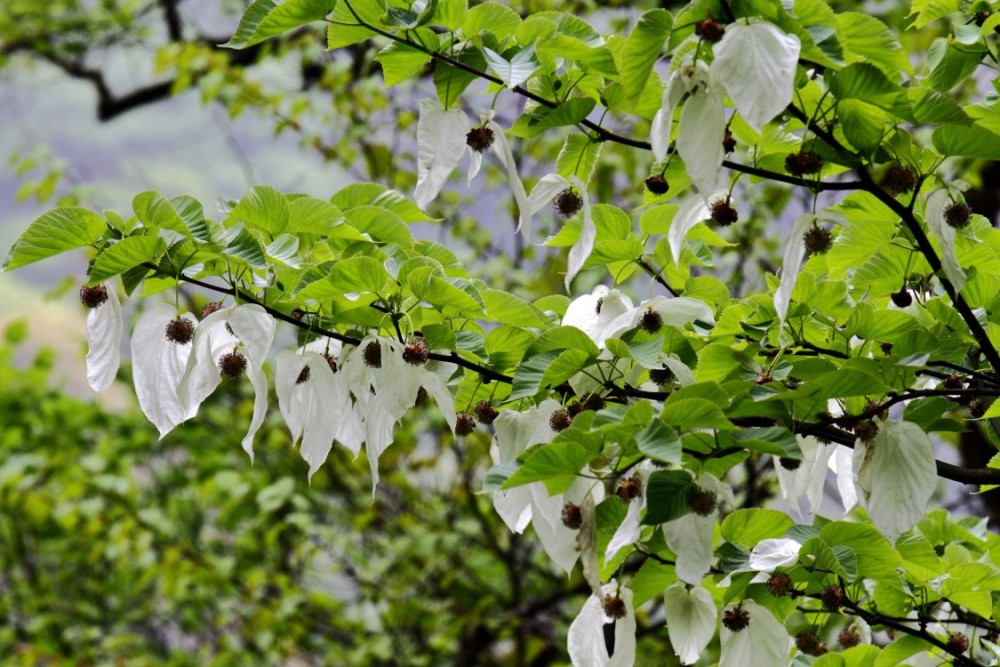 雅安市鸽子花 摄影 孟水明