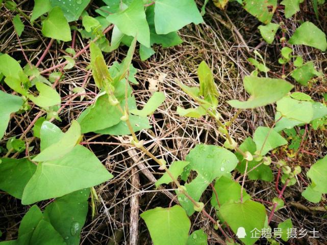 乡间一种叫"杠板归"的植物,又名"蛇不过",可治一切