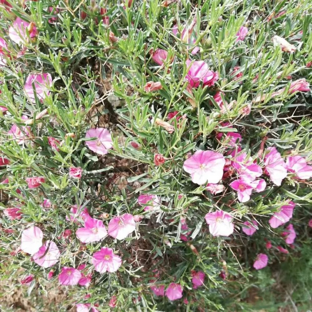 马牛不吃的刺旋花,防风固沙,荒漠奇葩