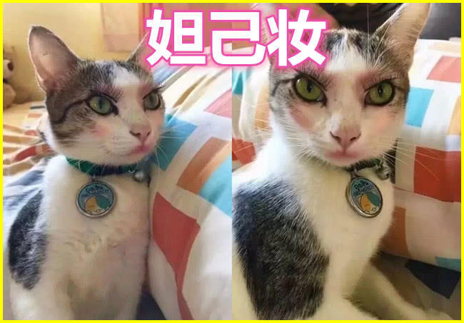 高颜值妆容看完猫咪化妆突然觉得自己不如一只猫什么鬼