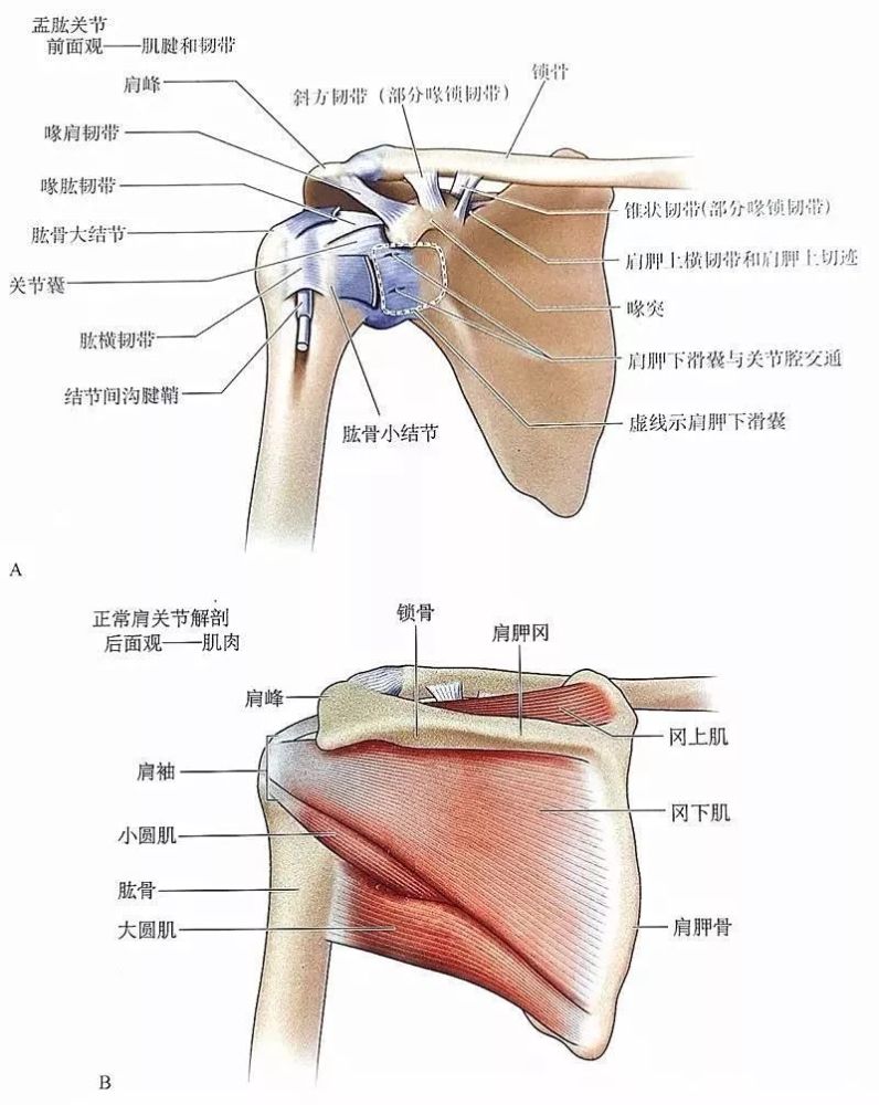 肩关节的活动范围大,所以非常容易受伤.