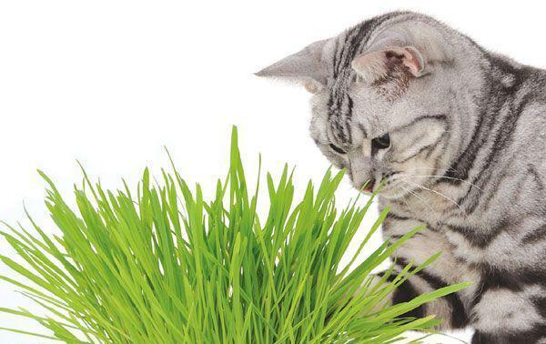 怎么才能得到一盆漂亮的猫草 养猫都应该知道猫草种植的小妙招 看点快报