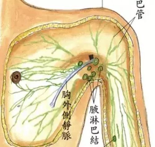 腋下有赘肉怎么都减不下去可能是它在作祟