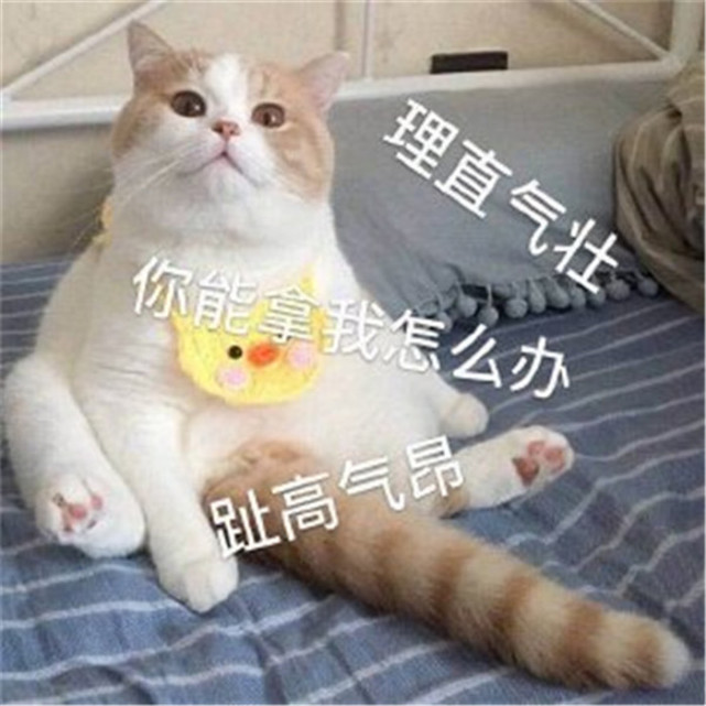 可爱萌宠猫咪搞笑表情包:理直气壮,趾高气昂,你能拿我