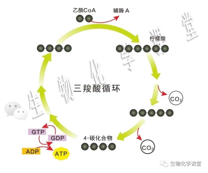 异柠檬酸脱氢酶催化异柠檬酸脱氢,脱羧,辅酶为nad ;α-酮戊