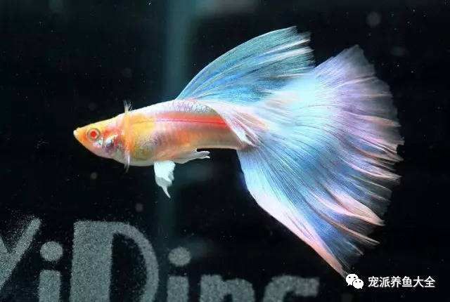 15,礼服孔雀鱼