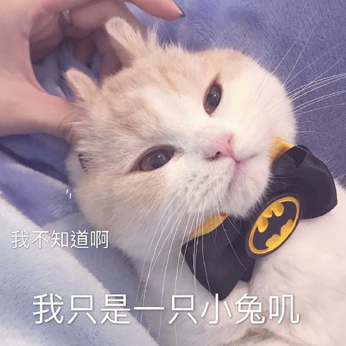 可爱猫咪搞笑表情包:我什么都不知道,我只是一只小猫咪!