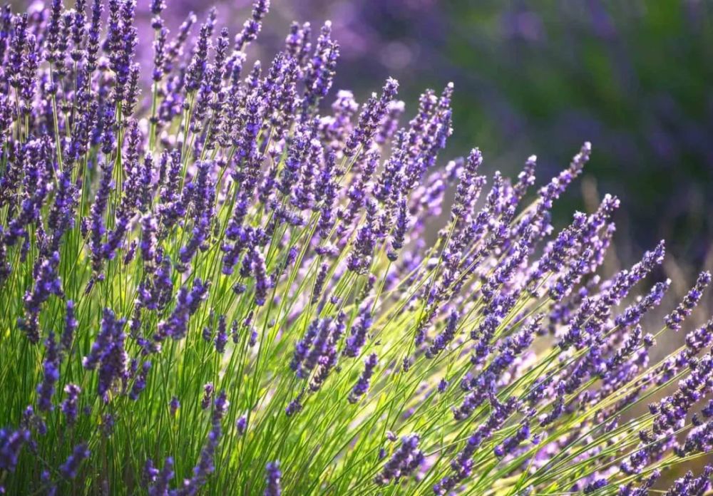 这棵大号薰衣草,一年开花5个月,更多花更耐热更好养