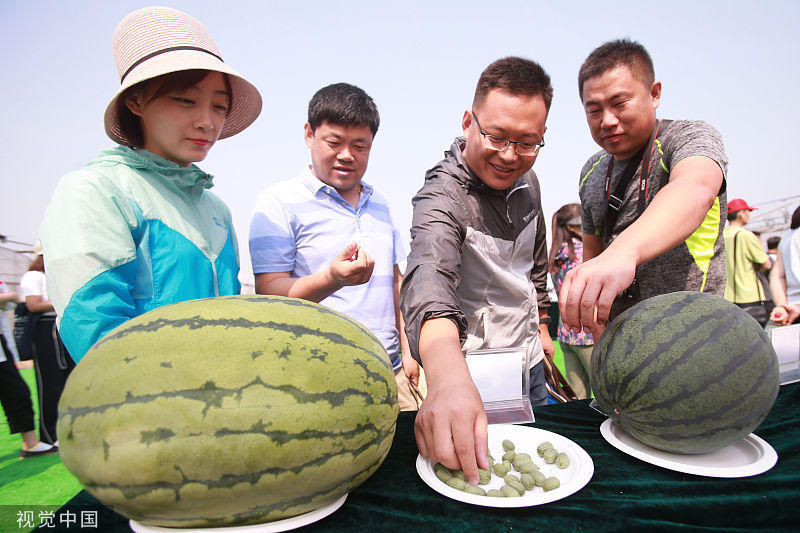 200多种西瓜亮相北京,拇指西瓜引发现场围观,观众啧啧