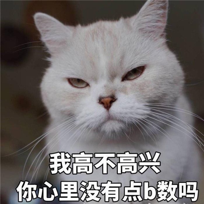 可爱萌宠猫咪搞笑表情包:我高不高兴,你心里没点b数吗