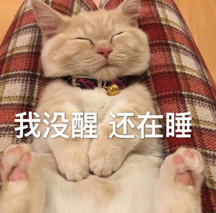 超软萌可爱猫咪表情包:你怎么一把年纪还是光棍!