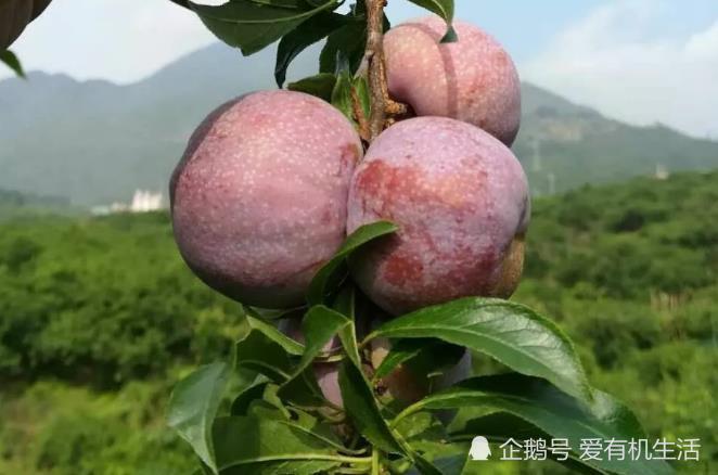 肇庆封开麒麟李成熟了,果大核小肉厚,肉质爽脆无渣,清甜可口!